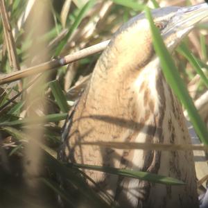 Great Bittern