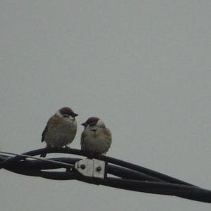 House Sparrow