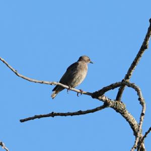 Common Starling