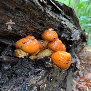 Golden Pholiota