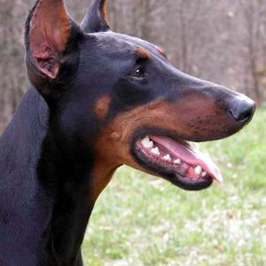 Doberman Pinscher