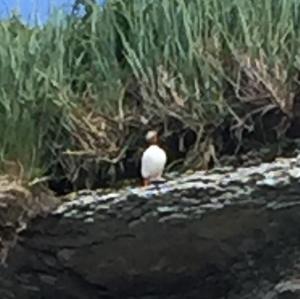 Atlantic Puffin