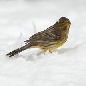 Yellowhammer