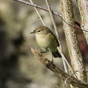 Common Chiffchaff