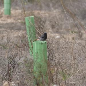 Black Redstart