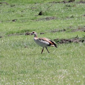 Egyptian Goose