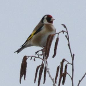 European Goldfinch