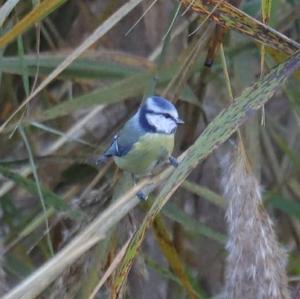 Blue Tit