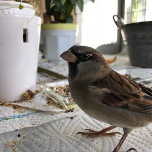 House Sparrow