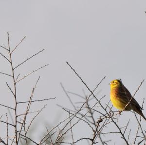 Yellowhammer