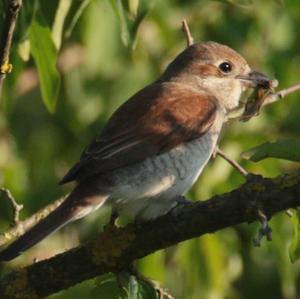 Red-backed Shrike