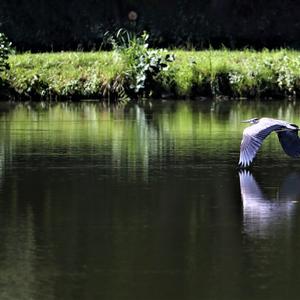 Grey Heron