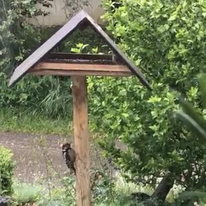 Great Spotted Woodpecker