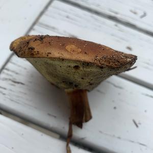 Bay Bolete