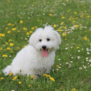 Maltese