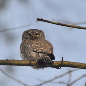 Eurasian Pygmy-owl