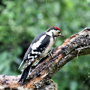 Great Spotted Woodpecker