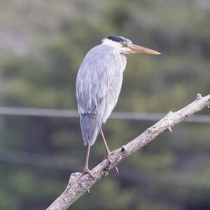 Grey Heron