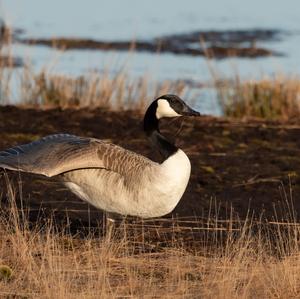 Canada Goose