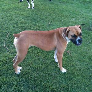 Unknown Breed