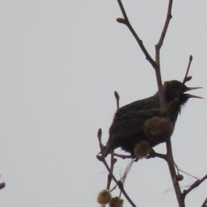 Common Starling