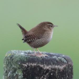 Winter Wren