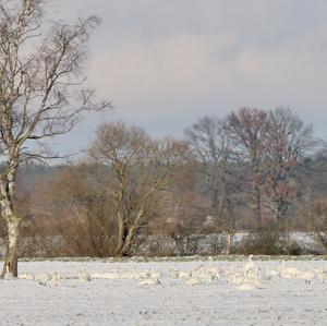 Whooper Swan