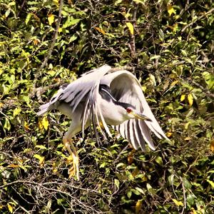 Black-crowned Night-heron