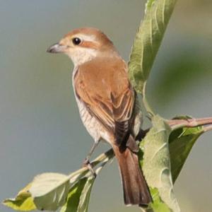 Red-backed Shrike