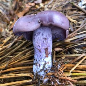 Wood Blewit