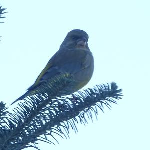 European Greenfinch