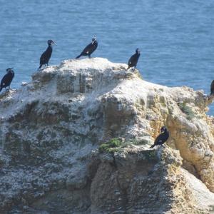 Great Cormorant