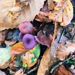 Amethyst Deceiver