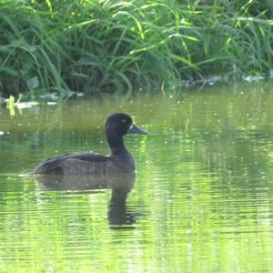 Tufted Duck