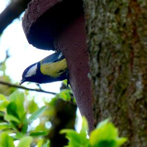 Great Tit