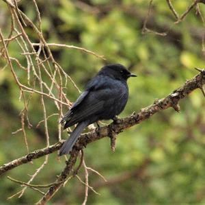 Southern Black Flycatcher