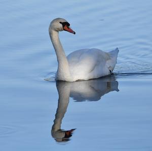 Höckerschwan