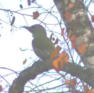 Grey-faced Woodpecker