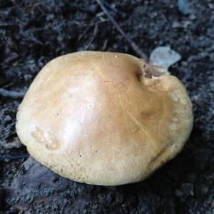 Jersey Cow Bolete