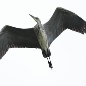 Grey Heron