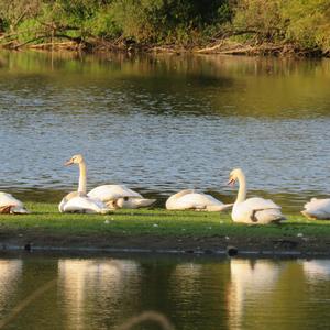 Mute Swan