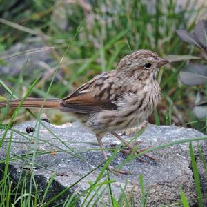 Song Sparrow