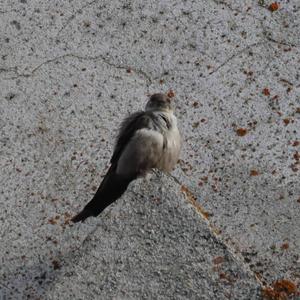 Eurasian Crag-martin