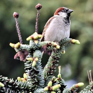 House Sparrow