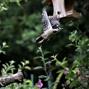 Great Spotted Woodpecker