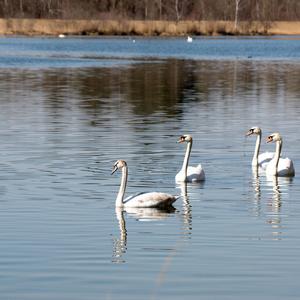 Höckerschwan