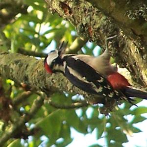 Great Spotted Woodpecker