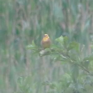 Yellowhammer