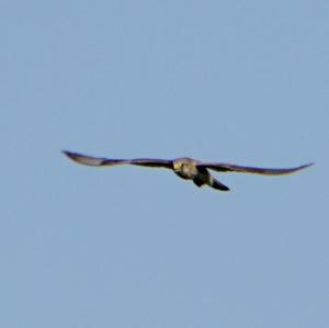 Common Kestrel