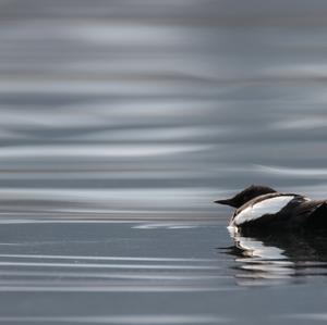 Black Guillemot